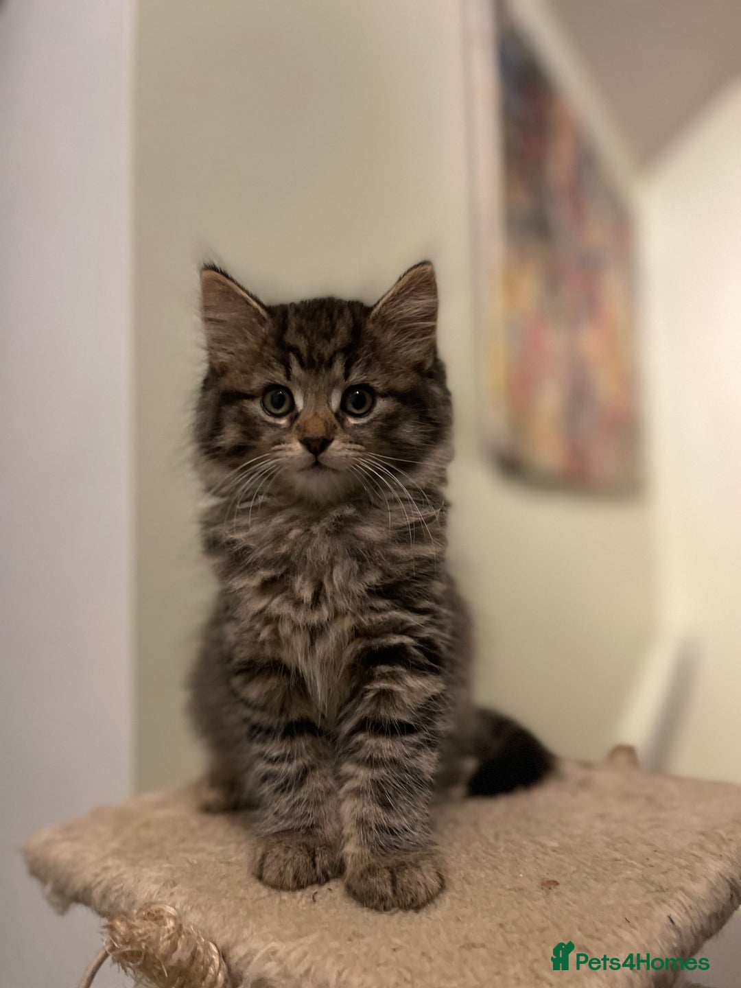 Mixed Breed cats for sale: Beautiful mixed kittens long and shorty hair - Advert 3