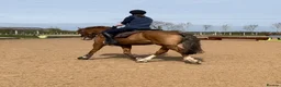 Welsh Section D horses for sale: 14.3/15hh allrounder gelding  in Rowlands Gill - Advert 20