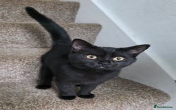 Mixed Breed cats for sale: LEFT ONE GIRL Beautiful Mixed British SH Kitten - Image 5