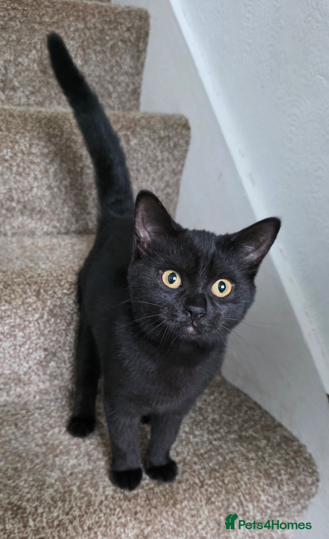 Mixed Breed cats for sale: LEFT ONE GIRL Beautiful Mixed British SH Kitten - Image 5