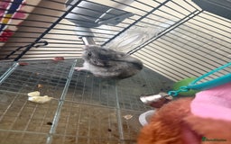 Hamster rodents for sale: 🐹 baby winter white hamsters for sale also dad 🐹 - Image 5