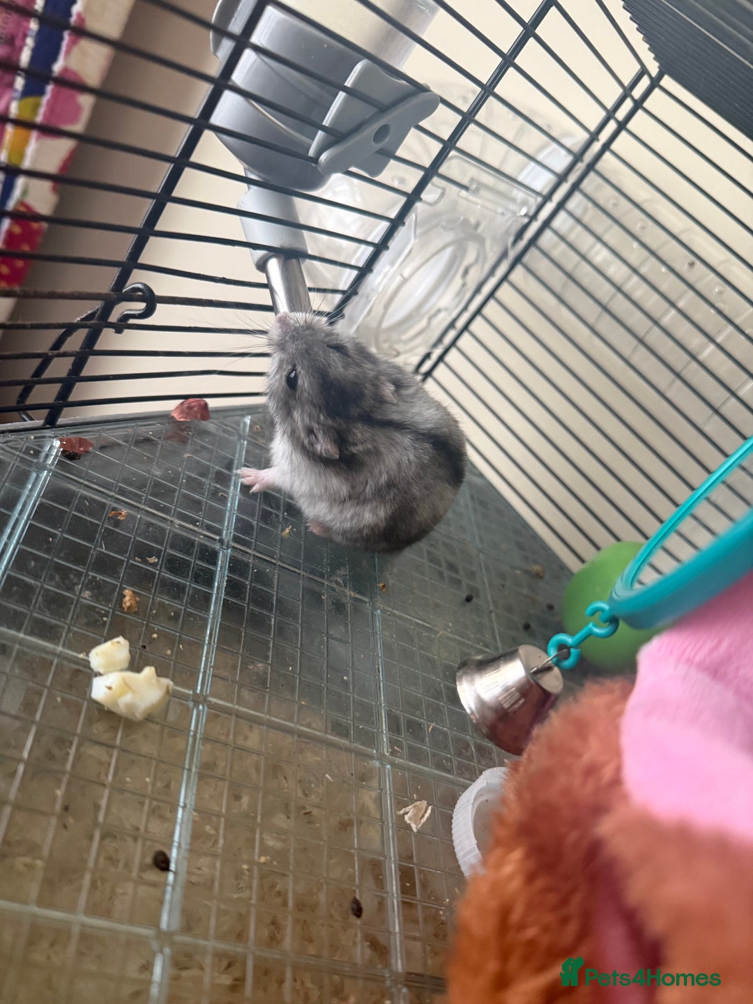 Hamster rodents for sale: 🐹 baby winter white hamsters for sale also dad 🐹 - Image 5