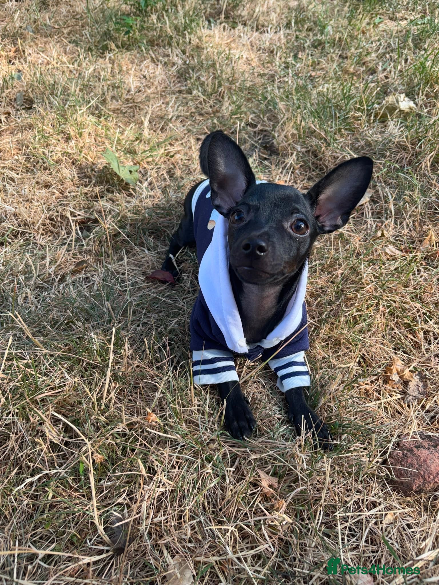 Russian Toy Terrier dogs Only male russian toy terrier puppy for sale - Advert 8
