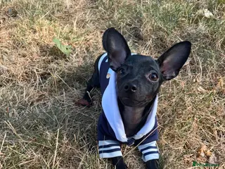 Russian Toy Terrier dogs Only male russian toy terrier puppy for sale - Advert 8