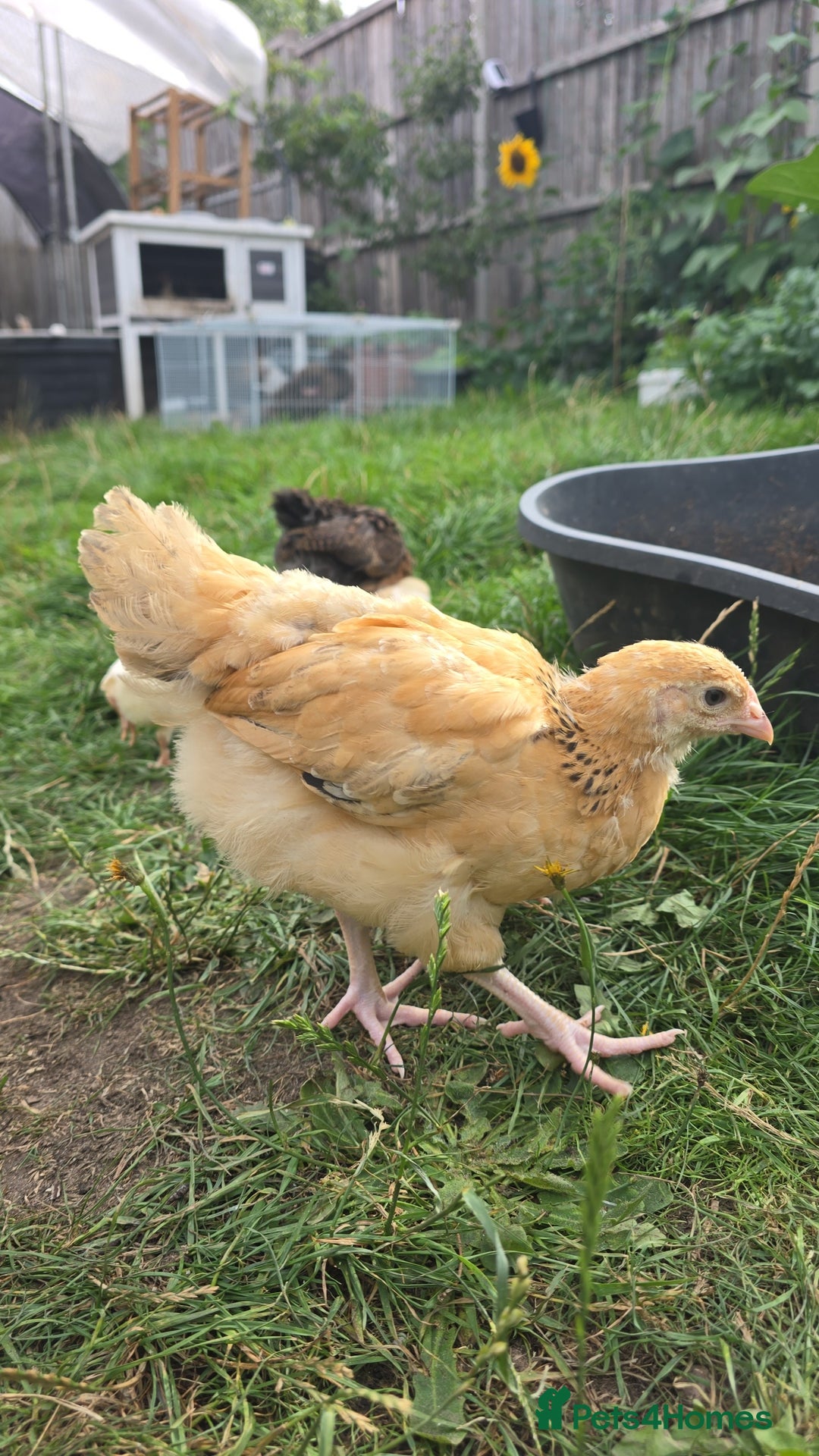 Chickens poultry for sale: two hens and two roosters  - Image 8