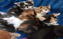 American Shorthair cats for sale: Beautiful 8 Week Old Kittens - Image 1