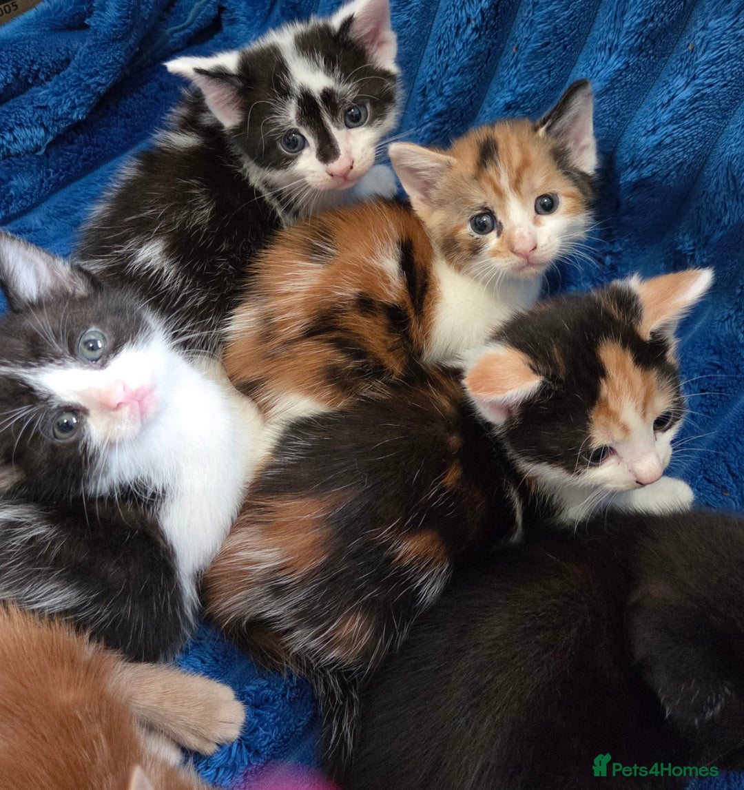 American Shorthair cats for sale: Beautiful 8 Week Old Kittens - Image 1