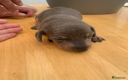 Dachshund dogs for sale: Miniature dachshunds  - Image 14