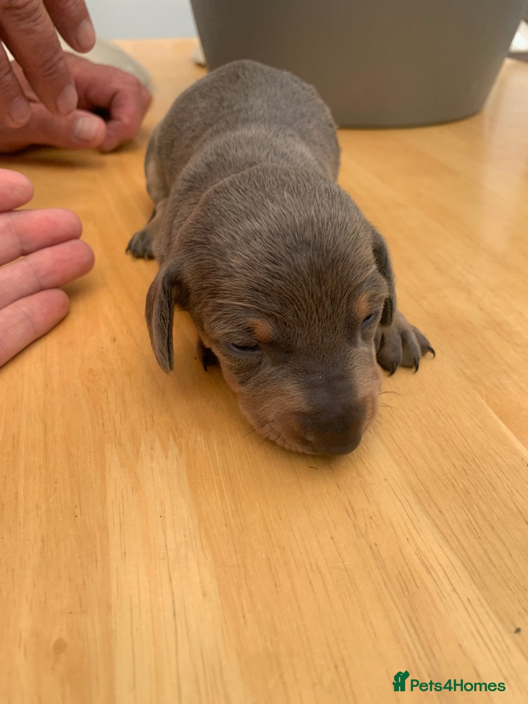 Dachshund dogs for sale: Miniature dachshunds  - Image 14