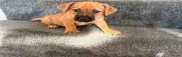Jack Russell dogs for sale: Ready for there forever homes  - Advert 10