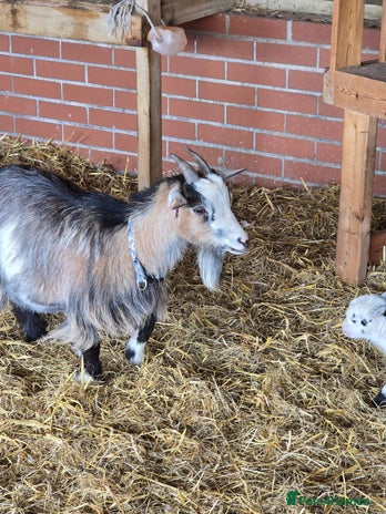 Goats livestock - Advert 5