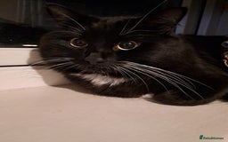 British Longhair cats for sale: Two Male long hair Tuxedo cats available  - Image 2