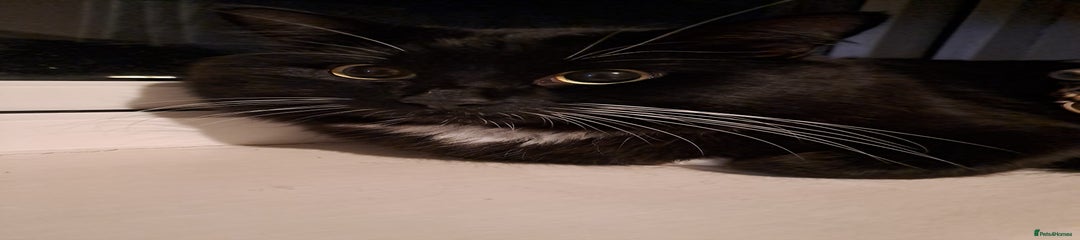 British Longhair Kitten 1