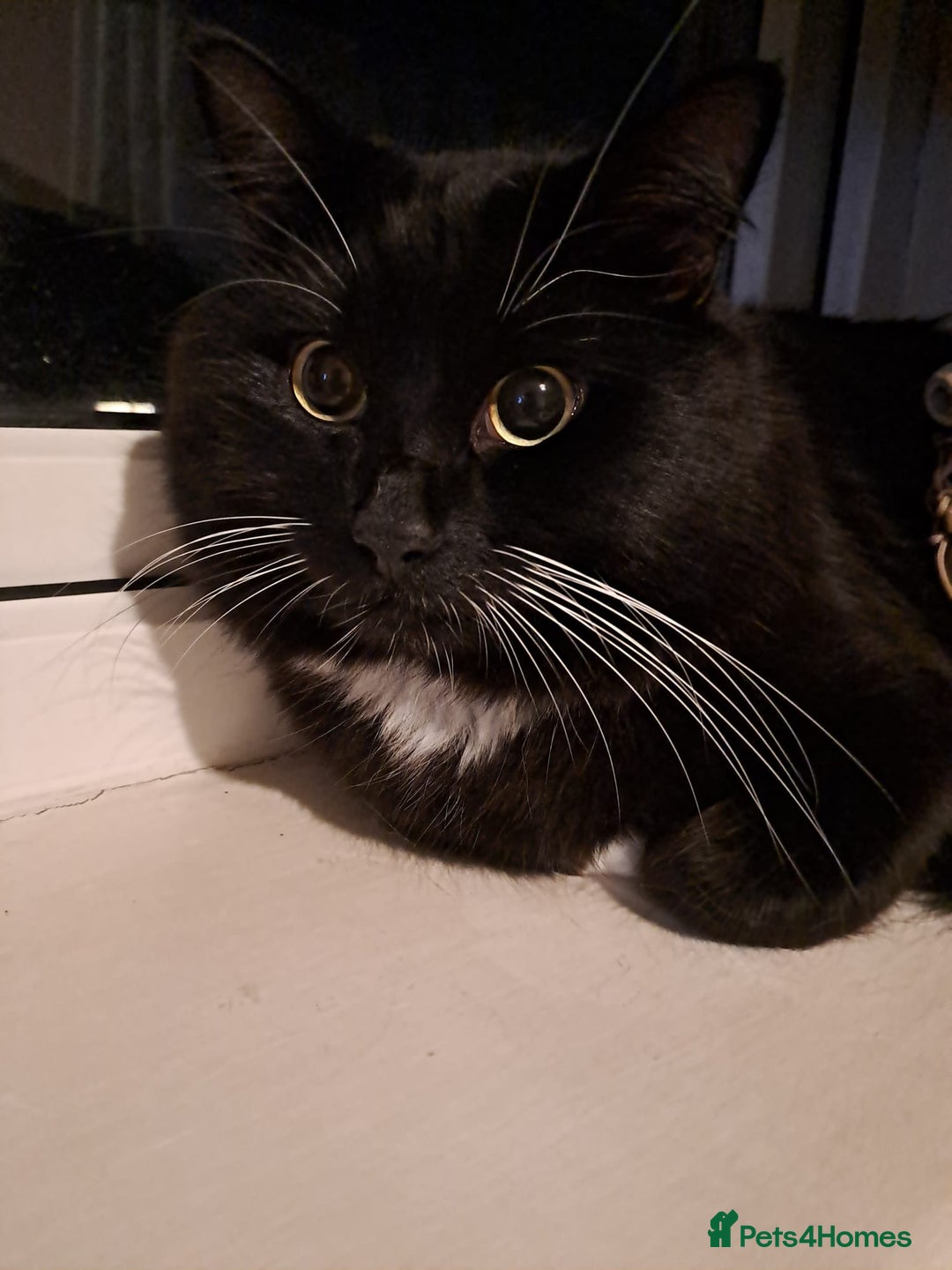 British Longhair cats for sale: Two Male long hair Tuxedo cats available  - Image 2