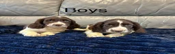 Cocker Spaniel dogs for sale: Cocker spaniel puppies ready now  - Advert 4