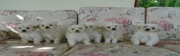 Bichon Frise dogs for sale: Beautiful Bichon Frise Puppies - Advert 2