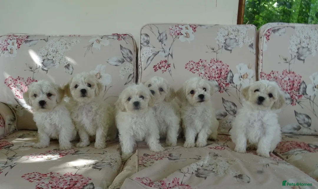 Bichon Frise dogs for sale: Beautiful Bichon Frise Puppies - Advert 2