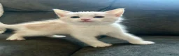 Mixed Breed cats for sale: 5 beautiful mixed Kittens for sale - Advert 4