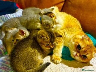 Scottish Fold cats 3 Scottish Fold Kittens for sale - Advert 2