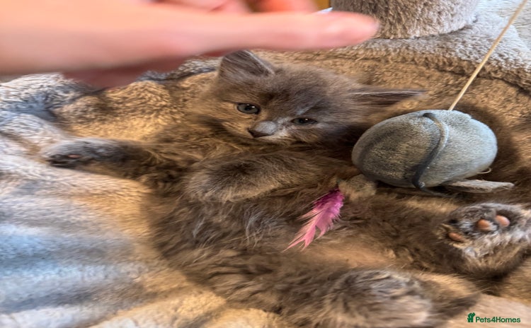 Russian Blue cats - Advert 8