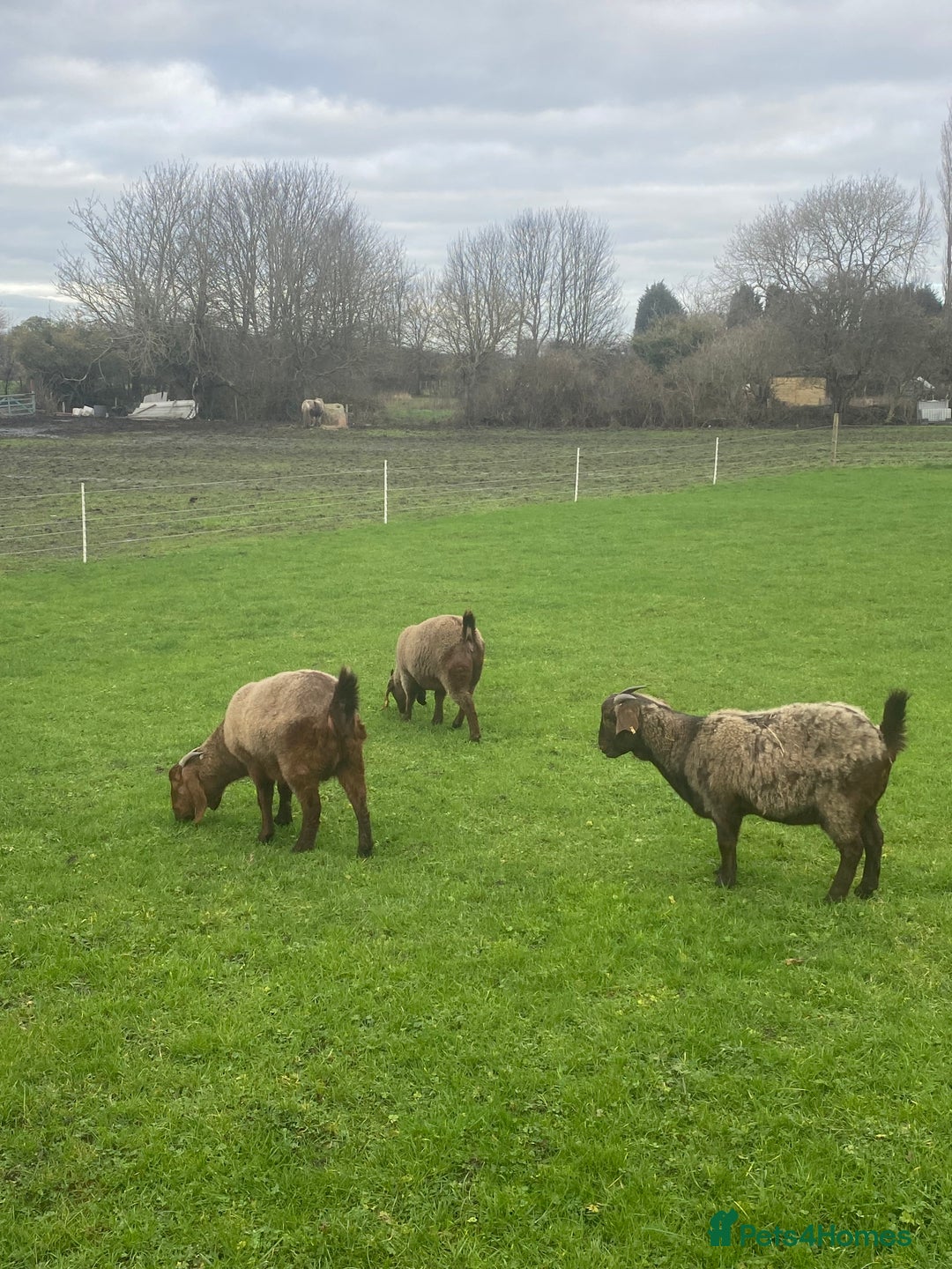 Goats livestock for sale: Red Boer goats - Advert 2