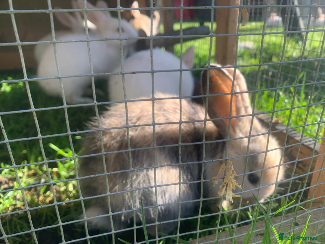 Mixed Breed rabbits for sale: New Zealand Doe cross German Giant Buck in Letchworth Garden City - Advert 1