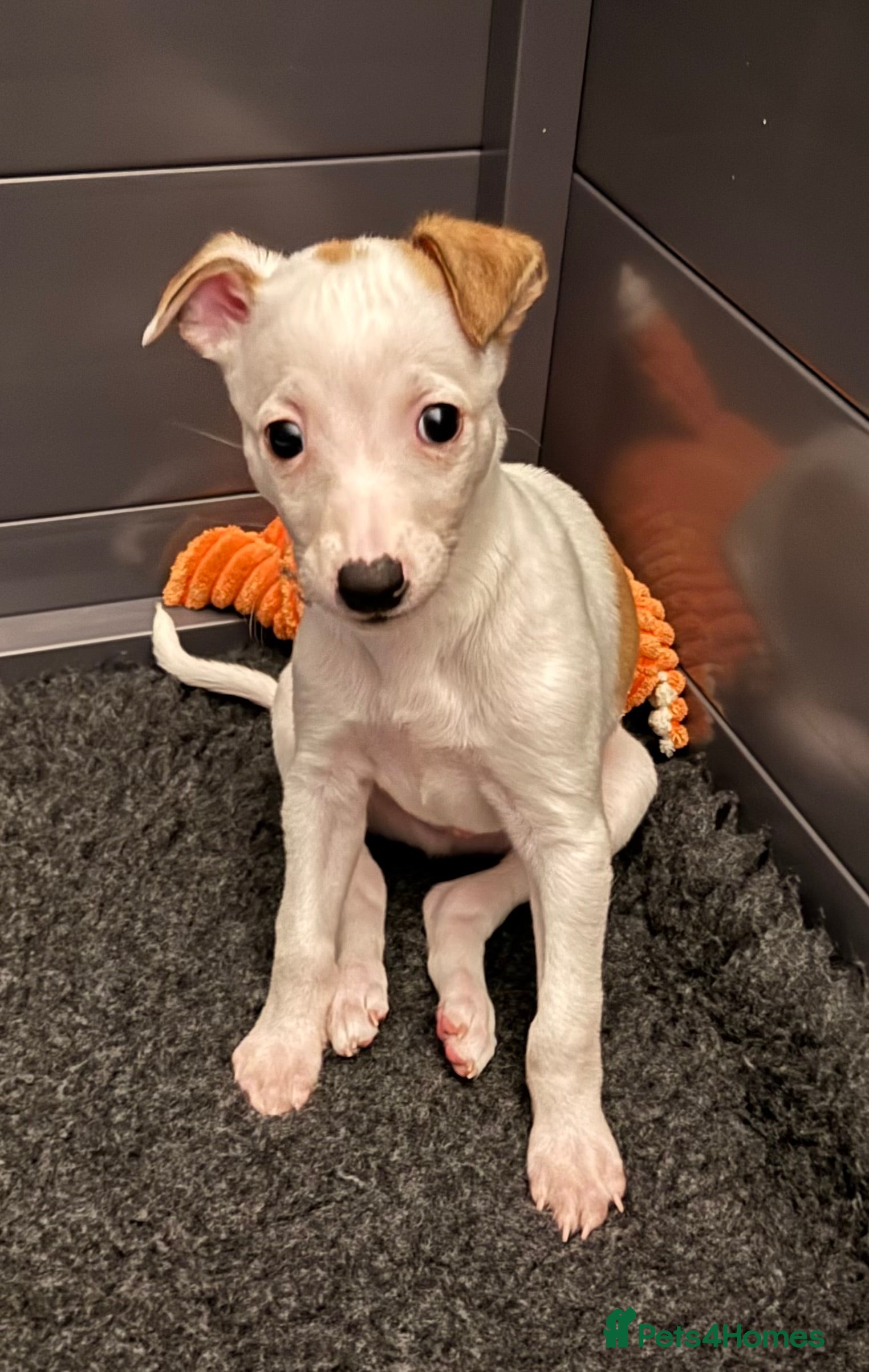 Whippet dogs White with fawn patches boy left. - Advert 16