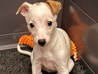 Whippet dogs White with fawn patches boy left. - Advert 16