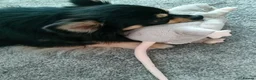 Chihuahua dogs for stud: Stud Chihuahua in Exmouth  - Advert 6