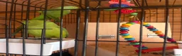 Ringnecks birds for sale: Rio & Frankie  in Tewkesbury - Advert 4