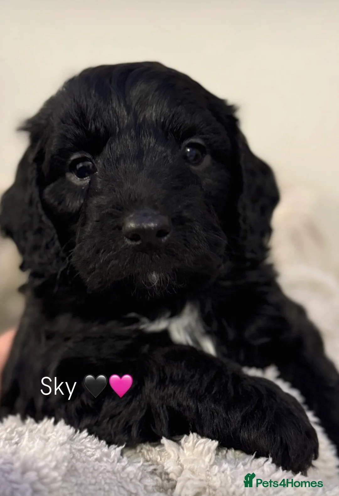 Mixed Breed dogs for sale: Stunning Litter of Sproodles 🤎🖤 - Advert 16