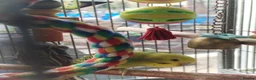 Budgerigars birds for sale: Beautiful baby budgies  - Advert 10