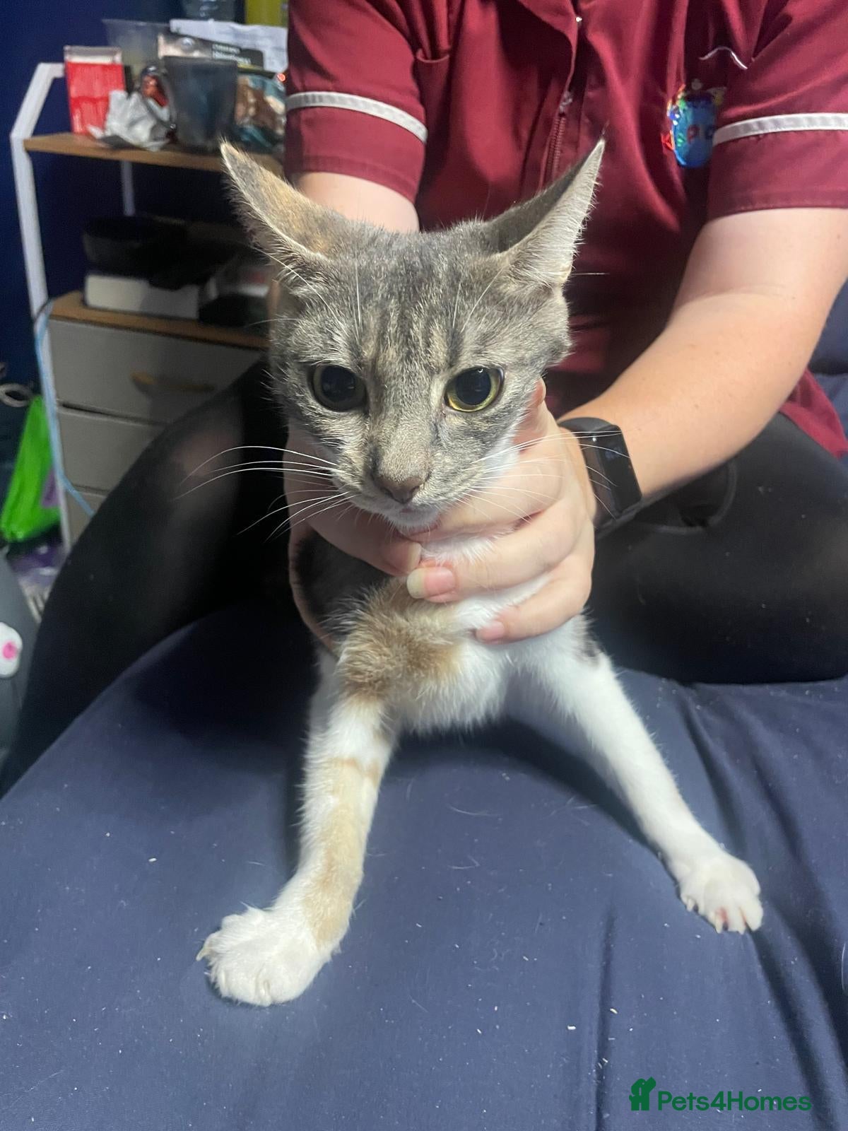 Mixed Breed cats 2 different litters - Advert 13