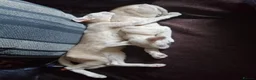 Oriental cats for sale: Beautiful oriental Siamese kitten - Advert 4