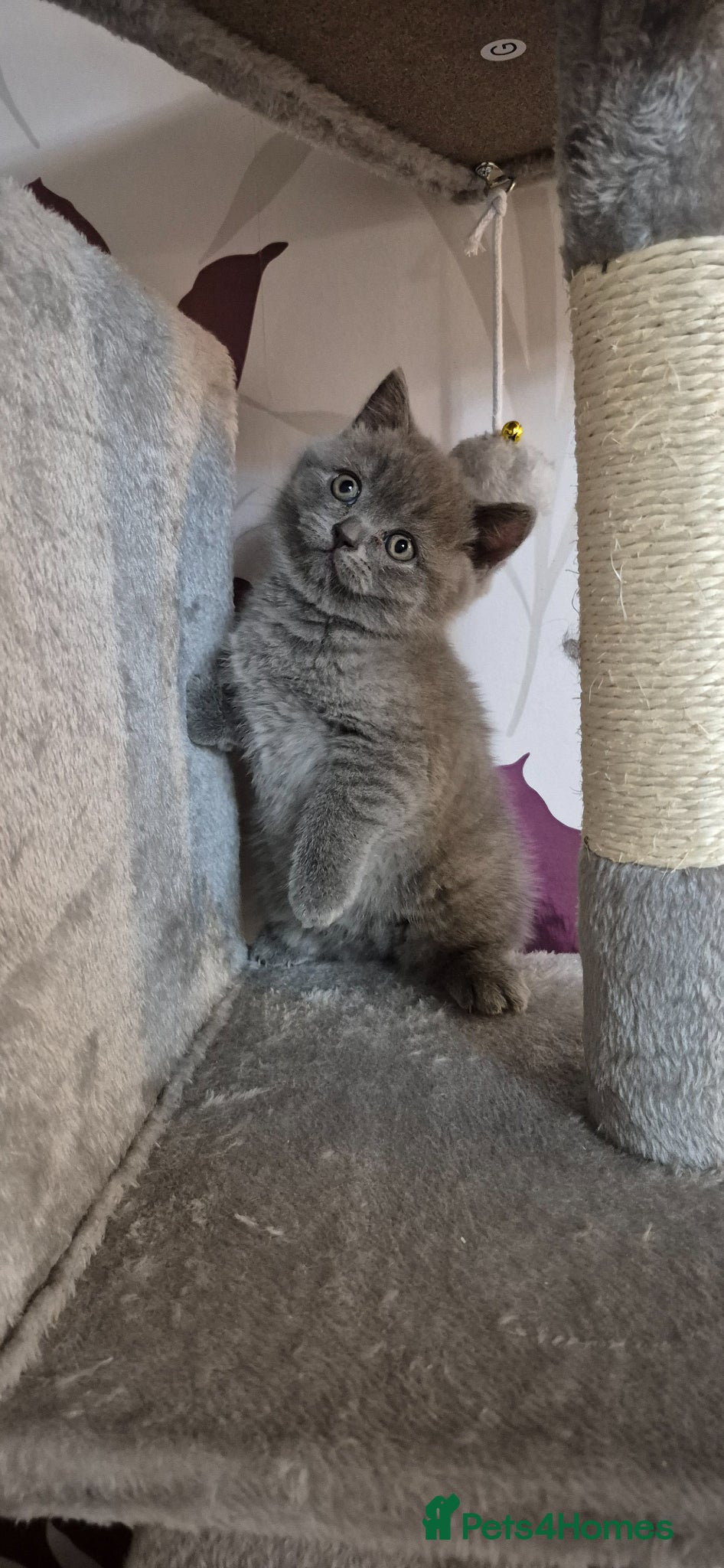 British Shorthair cats for sale: British shorthair kittens for sale  in Gloucester - Advert 9