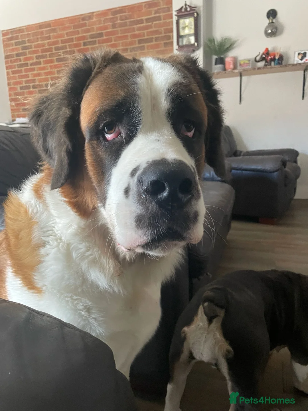 Saint Bernard dogs for sale: Female Saint Bernard  - Advert 2