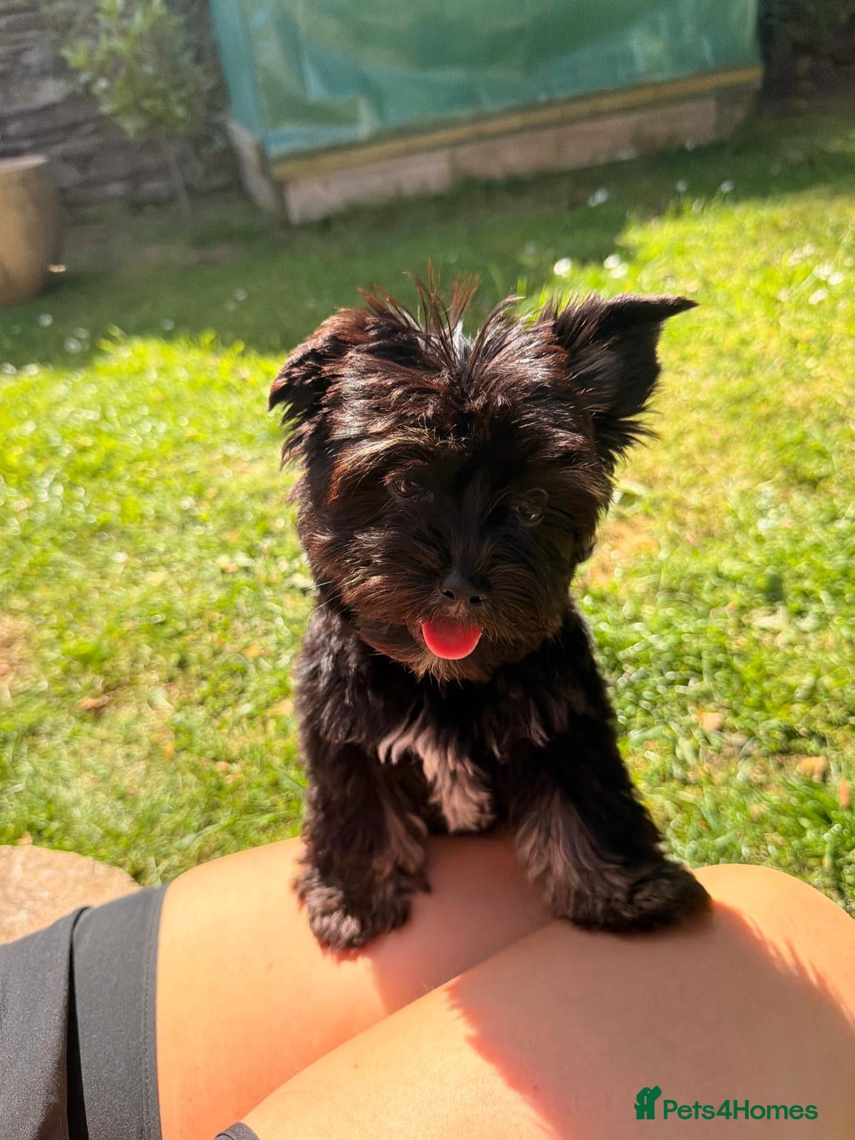 Biewer Terrier dogs Stunning Biewer Yorkshire Terrier Female Puppy - Advert 1