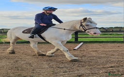 Irish Cob horses for sale: 16hh ex trekking cob mare  - Image 2