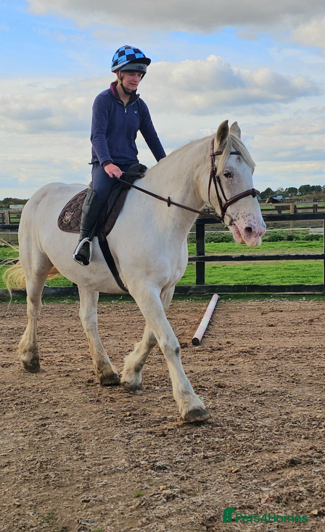 Irish Cob horses for sale: 16hh ex trekking cob mare  - Image 2