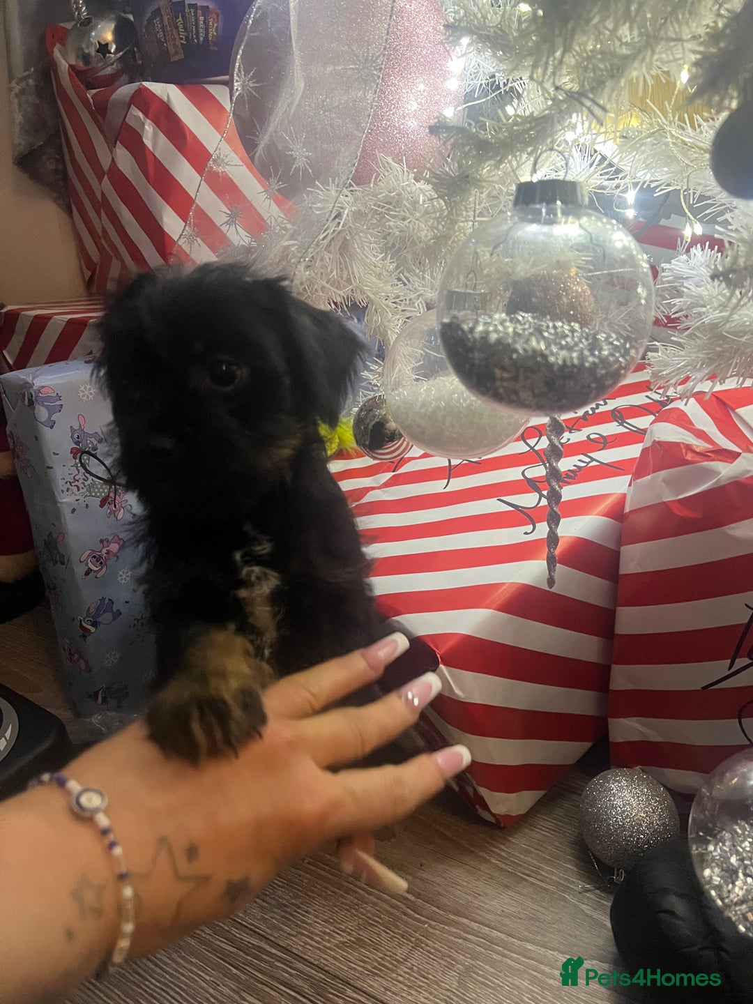 Mixed Breed dogs for sale: Jackapoo frenchy - Advert 17