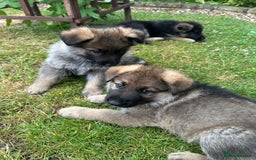 German Shepherd dogs for sale: 6 Beautiful, Healthy German Shepherd puppies in Mansfield - Image 9