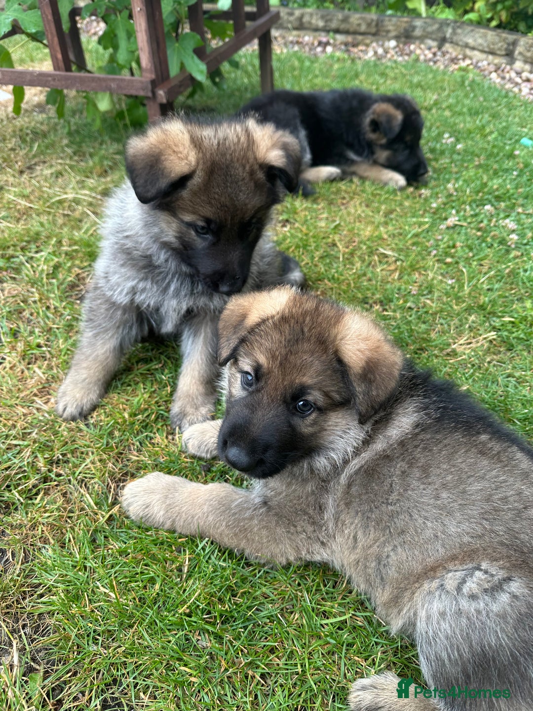 German Shepherd dogs for sale: 6 Beautiful, Healthy German Shepherd puppies in Mansfield - Image 9