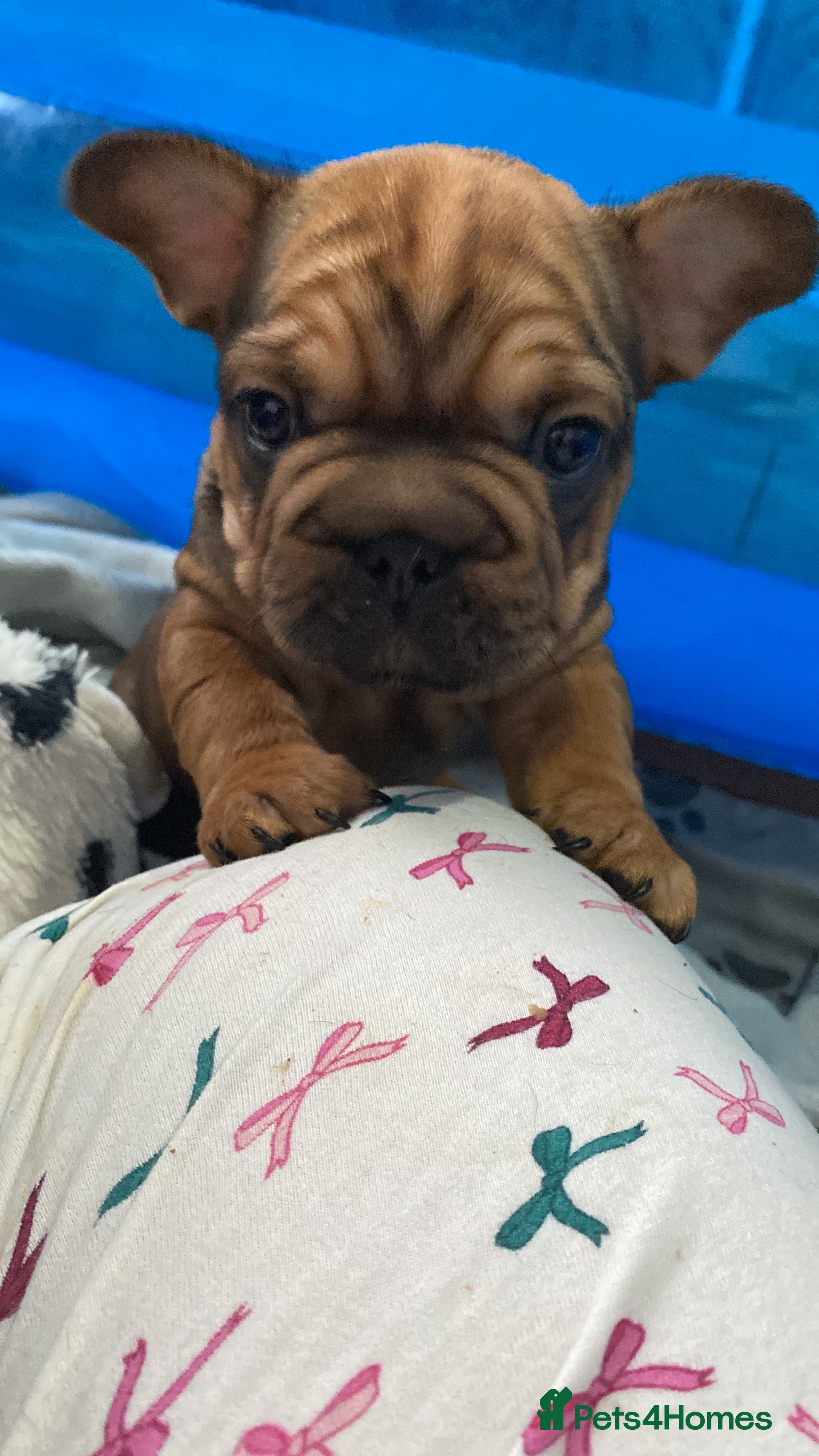 French Bulldog dogs BEAUTIFUL CHUNKY VELVET FRENCHIE PUPS - Advert 6