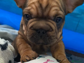 French Bulldog dogs BEAUTIFUL CHUNKY VELVET FRENCHIE PUPS - Advert 1