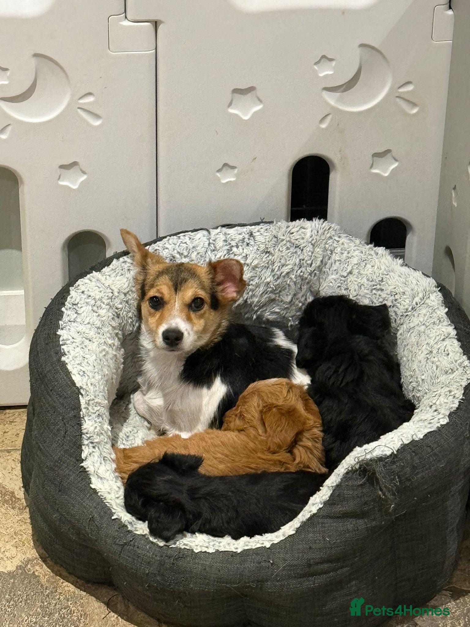 Jackapoo dogs Toy Jackapoo Puppies (Jack Russell x Toy Poodle) - Advert 5