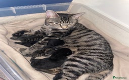 British Shorthair cats for sale: Grey and black tabby kittens 🌻 - Image 7