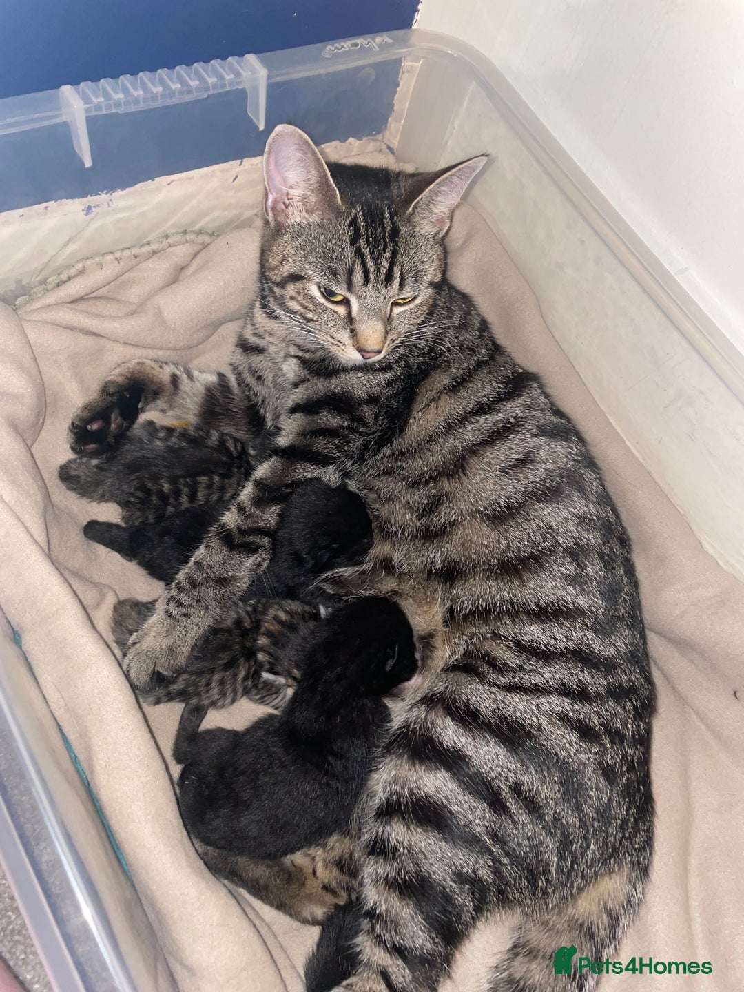 British Shorthair cats for sale: Grey and black tabby kittens 🌻 - Image 7