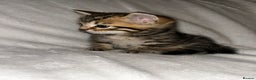 Savannah cats for sale: F4-F5+Savannah Kittens - Advert 14