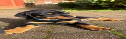 Rottweiler dogs for sale: Rottweiler Pup - Advert 3