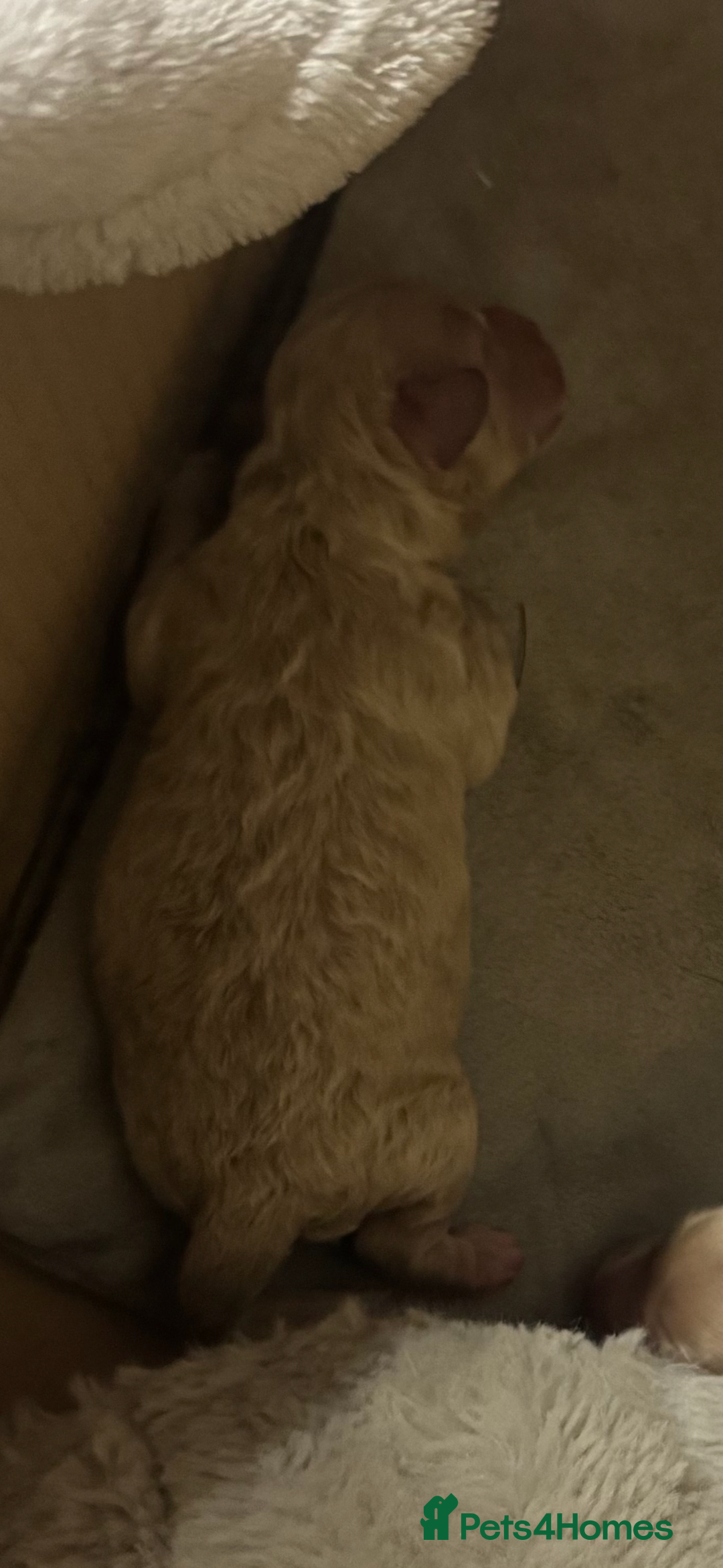 Maltipoo dogs for sale: Beautiful litter of maltipoos - Image 4